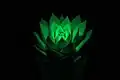 Světélkující výpěstek Echeveria agavoides "Glowing Wonder in the Dark"