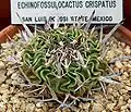 Stenocactus crispatus