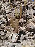 Echinopsis atacamensis