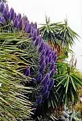 Echium candicans jako okrasná rostlina v Itálii
