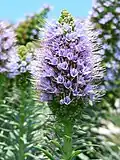 Podčeleď Boraginoideae: hadinec Echium hierrense