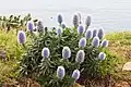 Echium nervosum na Madeiře