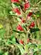 Echium russicum