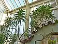 Echium webbii ve skleníku botanické zahrady v Berlíně