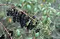 Plody kožařky Coriaria ruscifolia