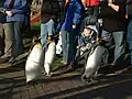 Tučňák císařský v edinburské zoo