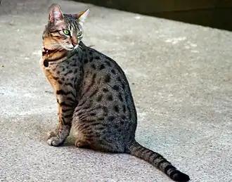 Egyptská mau