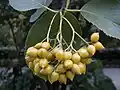 Plodenství peckovic (Ehretia dicksonii)