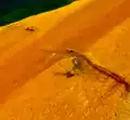 Satelitní obraz Al-'Ajún