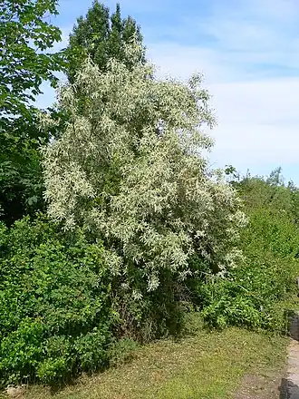 alternativní popis obrázku chybí