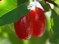Jedlé plody hlošiny mnohokvěté (E. multiflora var. hortensis)