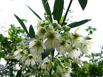 Květy Elaeocarpus hainanensis