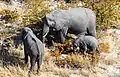 Sloní rodinka (slon africký, Loxodonta africana)