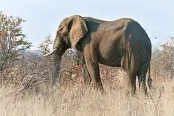 Slon africký v Krugerově národním parku