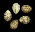 Emberiza rustica