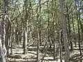 borový les na písečných dunách (společenstvo Empetro-Pinetum cladonietosum)