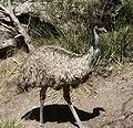 Emu hnědý