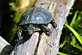 Želva bahenní (Emys orbicularis)