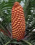 Samičí šištice cykasu Encephalartos gratus