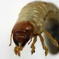 Ponrava chrousta obecného