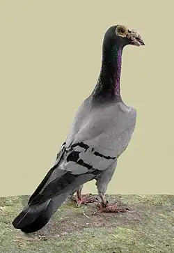 Kariér