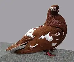 Anglický šort
