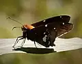 Soumračníkovitý motýl Epargyreus exadeus