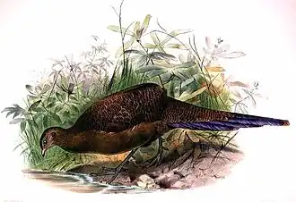 Hume and Marshall, 1880