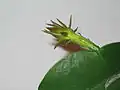 Poupě vyrůstající na okraji fylokladia kaktusu Epiphyllum oxypetalum
