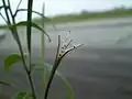 Pukající tobolka vrbovky malokvěté (Epilobium parviflorum)