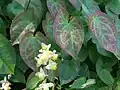 Škornice Epimedium pubigerum