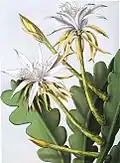 Epiphyllum anguliger má výrazně vykrajovaný stonek