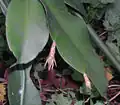 Poupata.