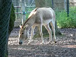 Kulan v zajetí
