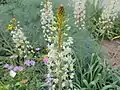 Eremurus lactiflorus