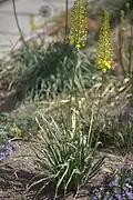 Eremurus x albocitrinus
