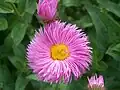 Turan ozdobný (Erigeron speciosus)