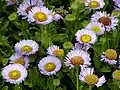 Turan sivý (Erigeron glaucus)