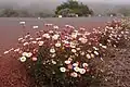 Turan Karwinského (Erigeron karvinskianus)