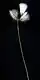 Eriophorum gracile