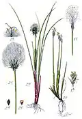 1.Trichophorum alpinum