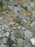 Eriosyce (Horridocactus) curvispina rostou na mírných svazích s řídkou křovinatou vegetaci.