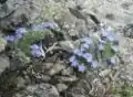 Pomněnečka nízká (Eritrichium nanum)