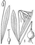 Erythronium mesochoreum