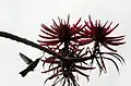 Kolibřík u květů Erythrina americana