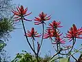 Kvetoucí zarděnice Erythrina speciosa