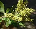 Zábluda Escallonia myrtoides
