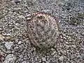 Escobaria alversonii