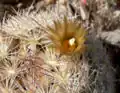 Escobaria deserti