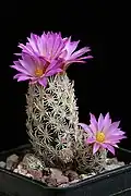 Escobaria minima